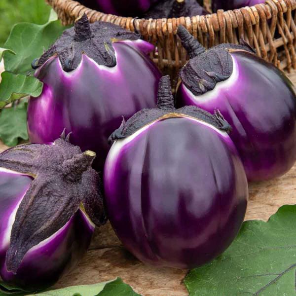 Potagères - Aubergine Violette de Florence (Violetta di Firenze) - BIO - face recto
